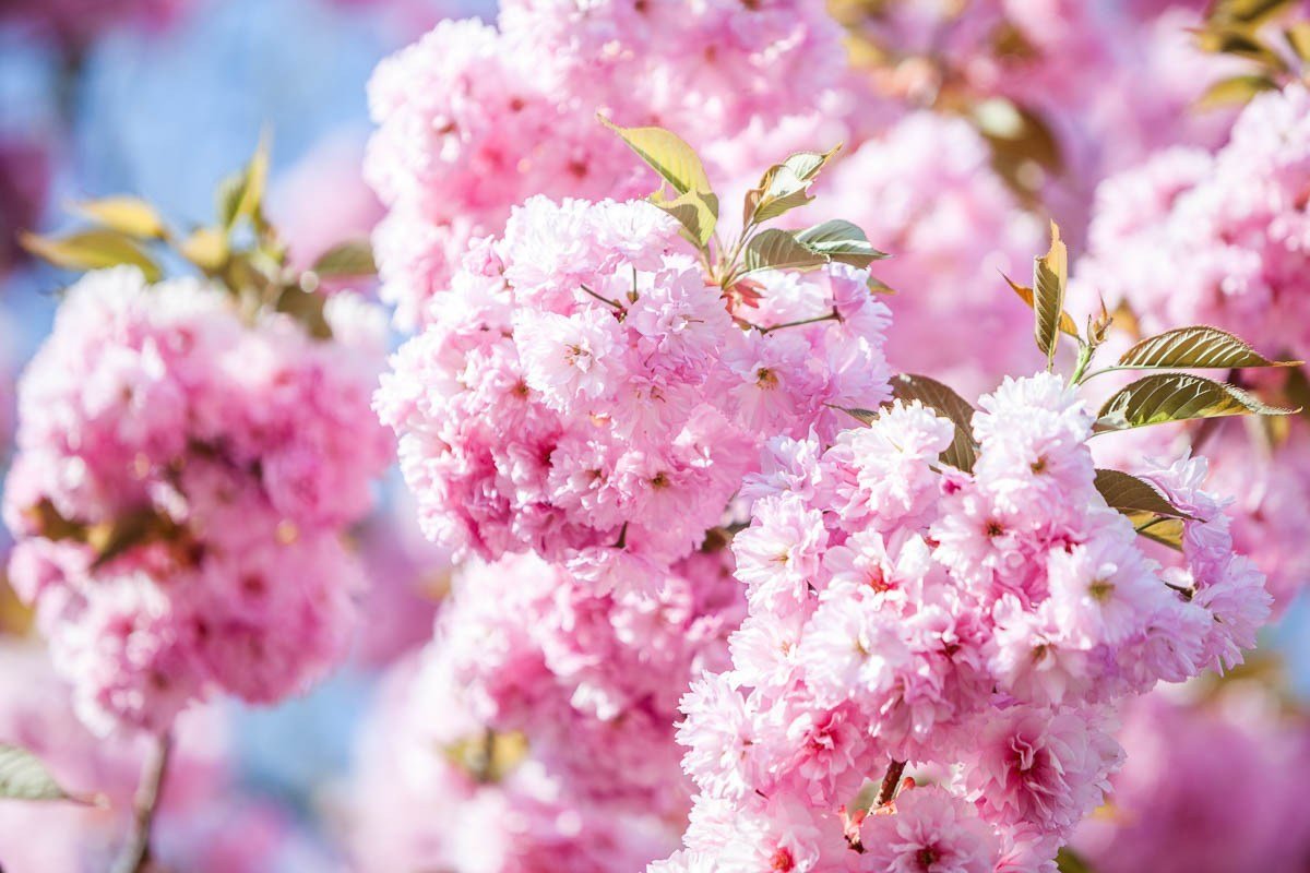 "Hanami" is an ancient Japanese tradition of viewing cherry trees while they are in bloom.