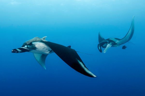 In 1933, Captain Jay Gould of Hollywood, Florida captured a manta ray that measured 19 feet, 9 inches.