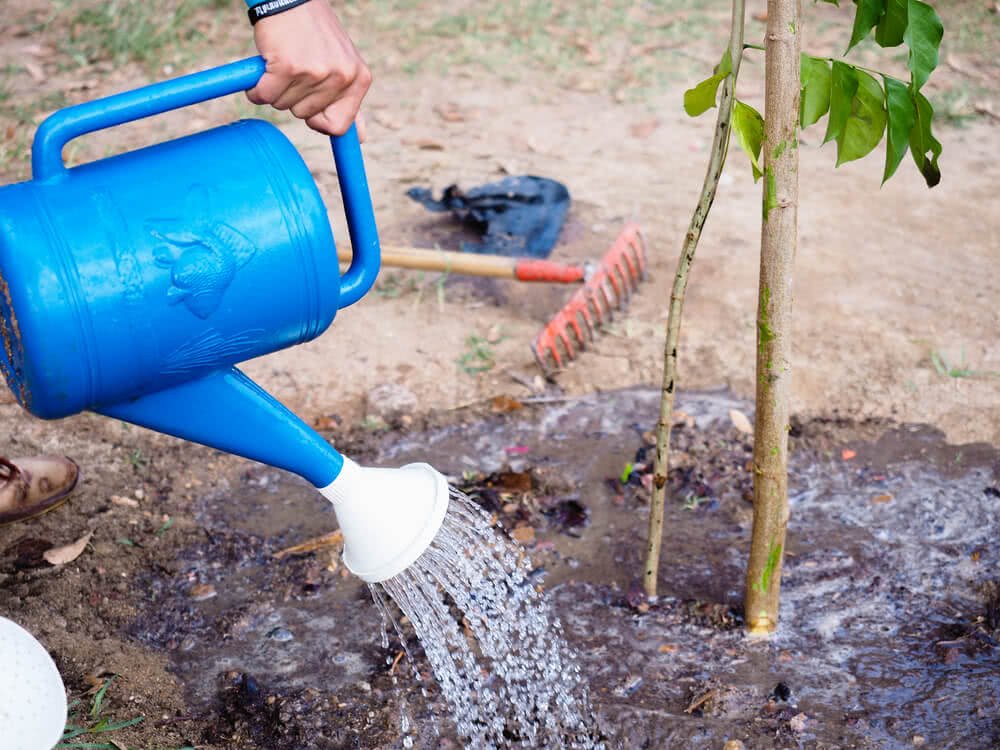 It takes about 220 gallons of water to grow one large avocado.