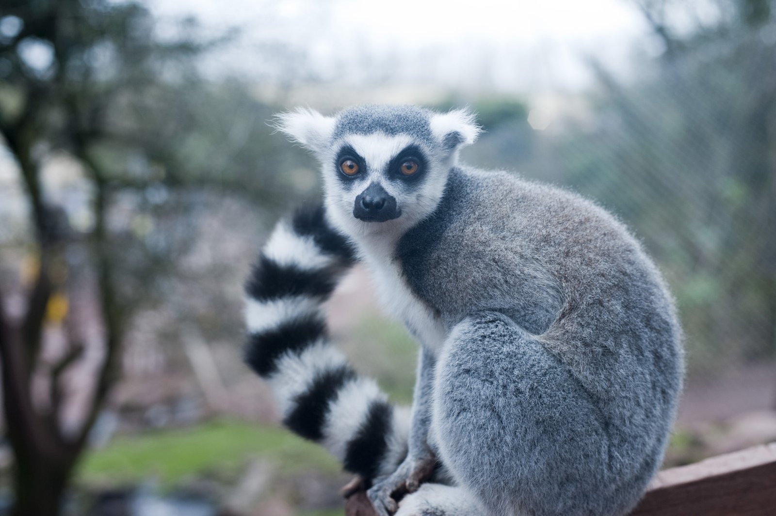 Lemurs also use their tail as a form of communication.