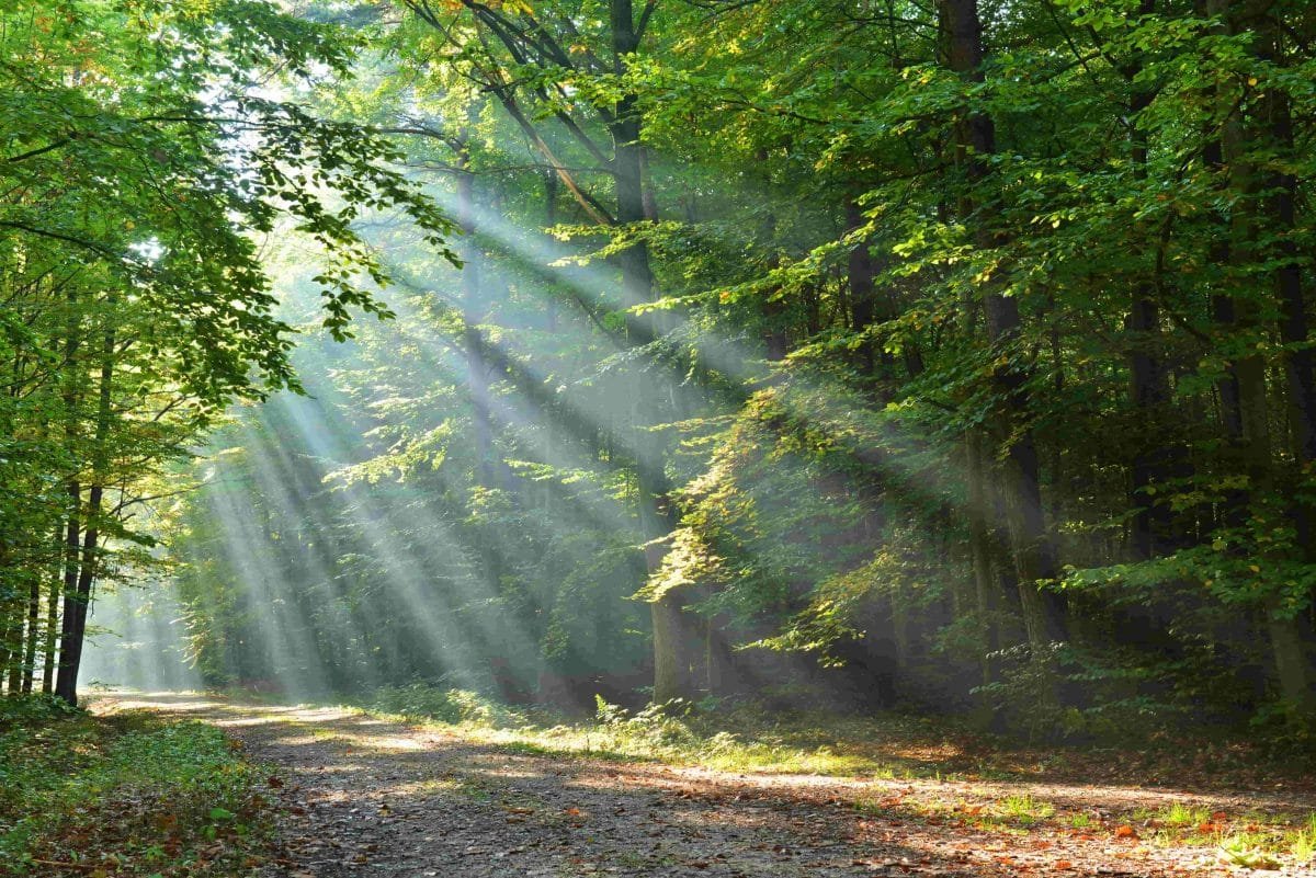 Light from the Sun reaches Earth in around 8 minutes.