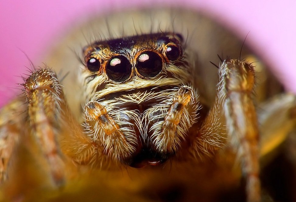 Most spiders have eight eyes.