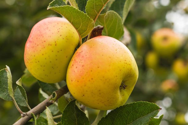 Newton Pippin apples were the first apples exported from America in 1768.