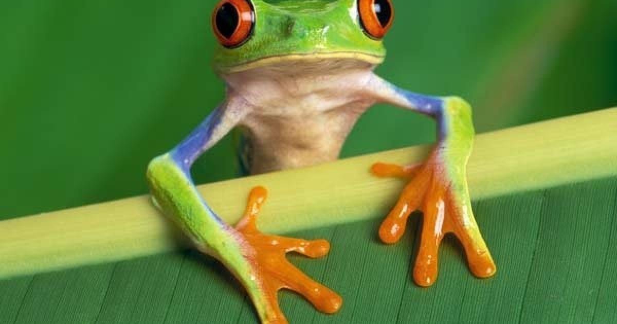 Not all frogs have webbed toes.