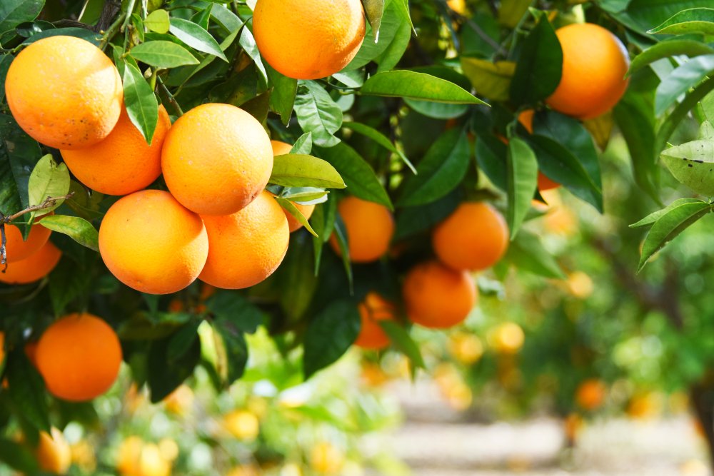 Orange was used as the name of the color in 1542.