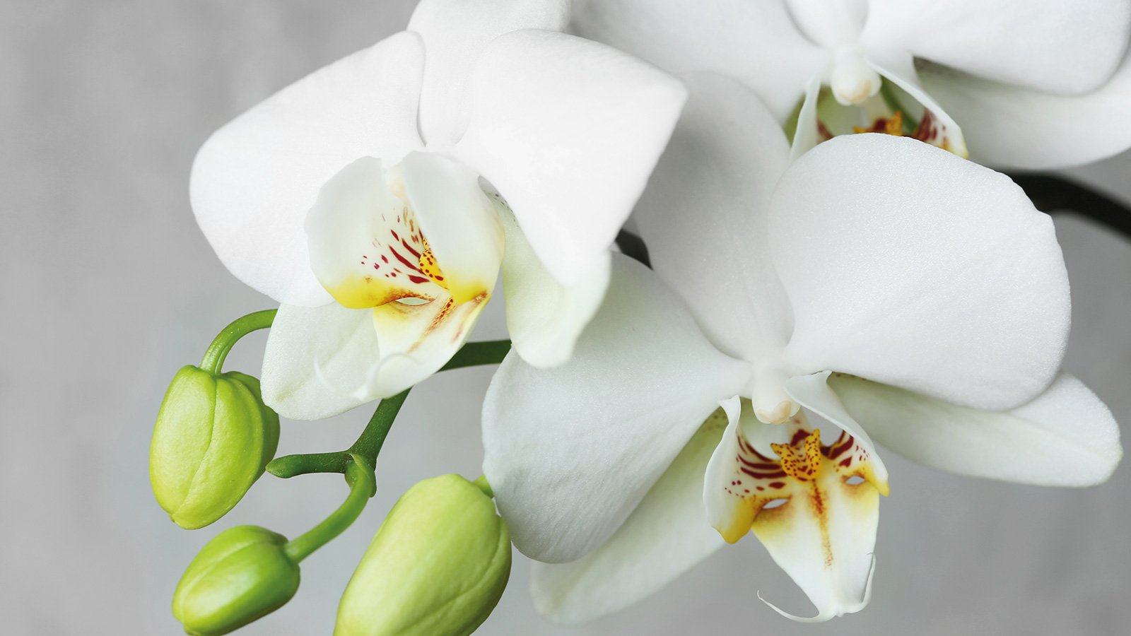Over 4,000 species of orchids are found in Colombia.