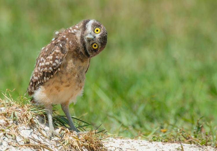 Owls can turn their heads almost completely around.