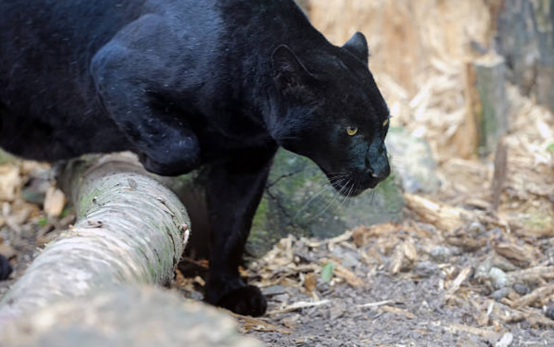 Panther’s speed is up to 58 kilometres per hour.