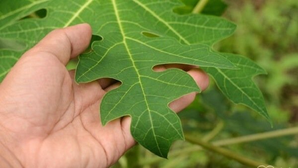 Papaya leaves are steamed and eaten in parts of Asia