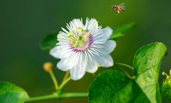 Passion fruit flower is the national flower of Paraguay.