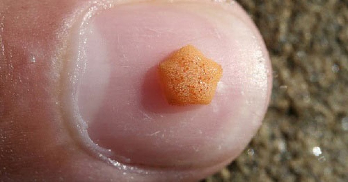 Patiriella parvivipara is the smallest Starfish in the world