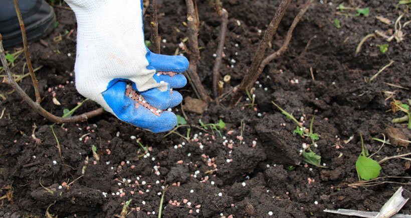 Peach plants require fertilizers rich in nitrogen.