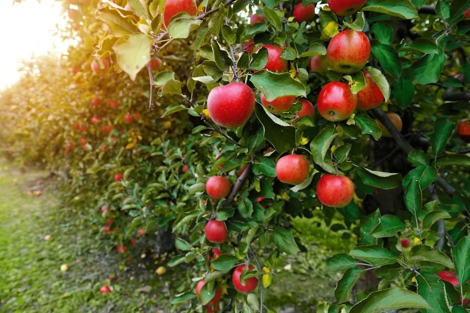 Pilgrims planted the first U.S. apple trees in the Massachusetts Bay Colony.