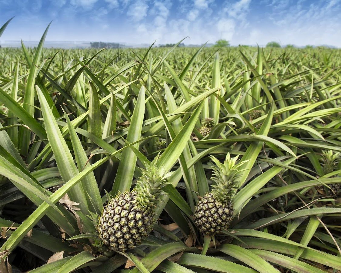 Pineapple can grow on different types of terrains, but it prefers slightly acidic soil.