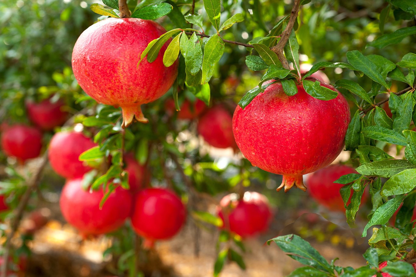 Pomegranates do not contain cholesterol or saturated fats.