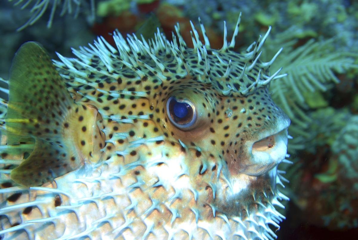 Puffer fish can blink his eyes.