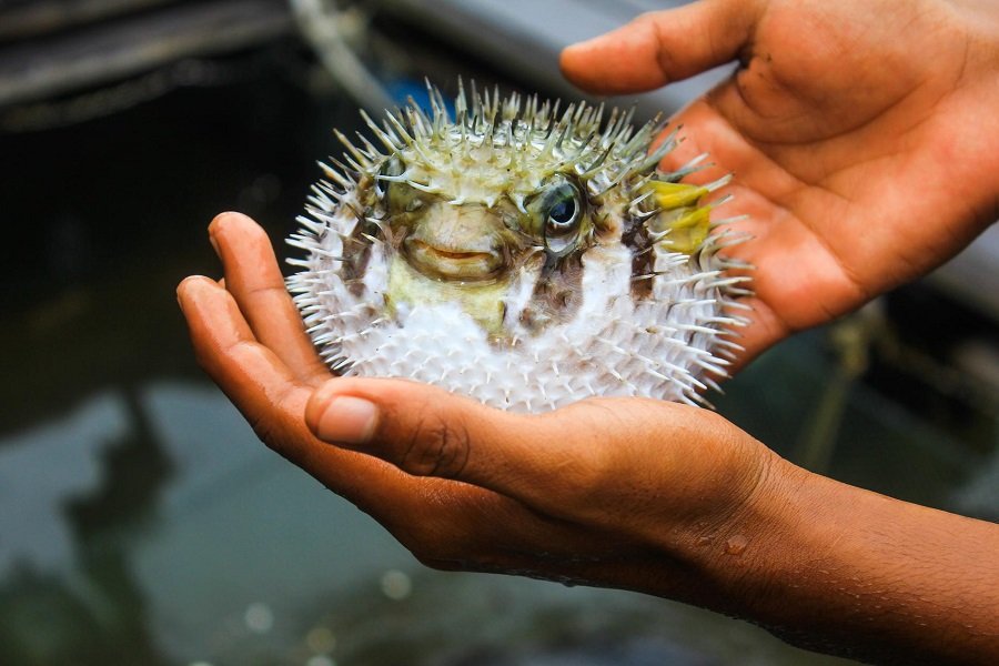 Puffer fish can blink his eyes.