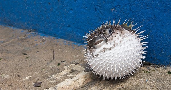 Puffer fish is the most poisonous creature on planet.