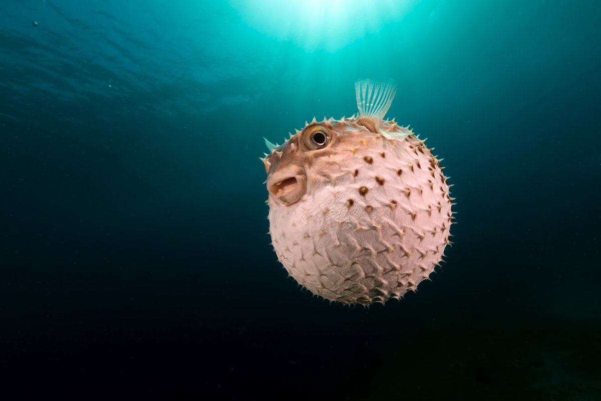 Puffer fish‘s skin is thick and rough.