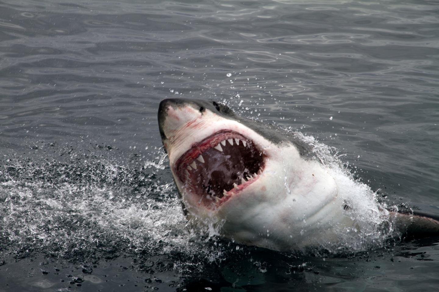 Sharks can transfer both their upper and lower jaws.