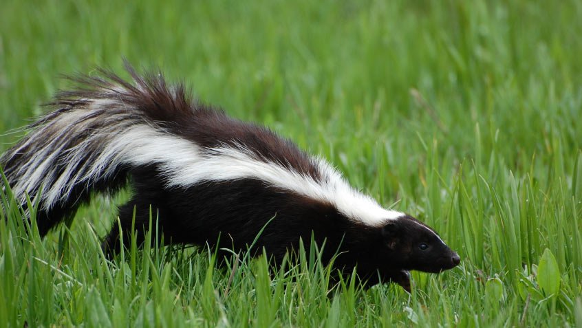 Skunks reach 8 to 19 inches in size and weigh up to 14 pounds.