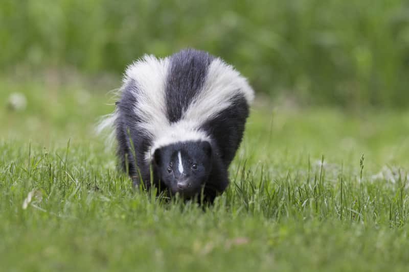 Skunks live mainly in North, Central and South America.
