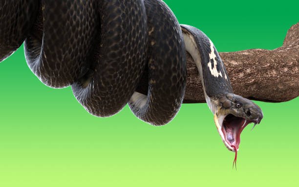 Snakes can open their mouth up to 150 degrees.