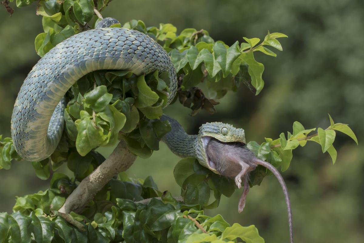 Snakes cannot bite food, that is why they swallow their food.