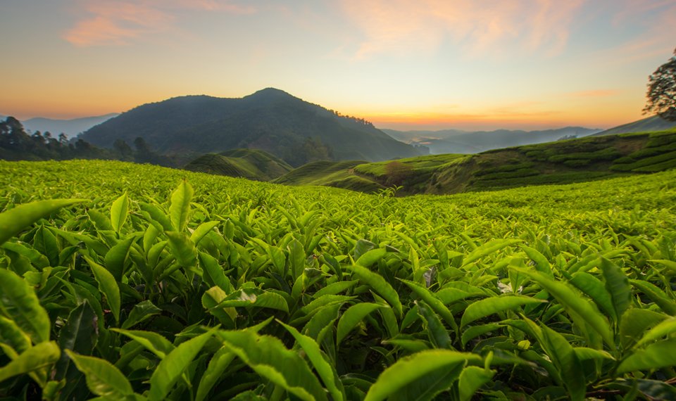 South Carolina is the only state in the united state that has a major tea plantation.