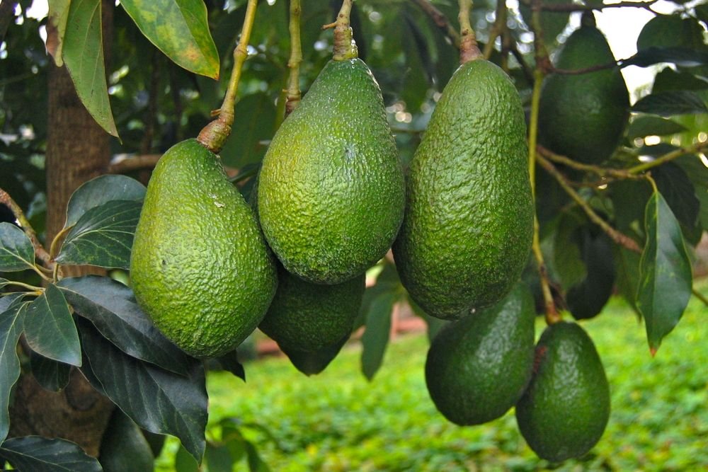Spain is the only European country that produces avocados.