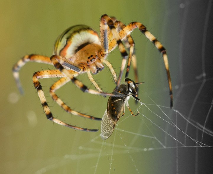 Spiders eat harmful insects, pollinate plants, and recycle dead animal.