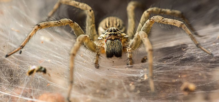 Spiders have between two and six spinnerets at the back of their abdomen.