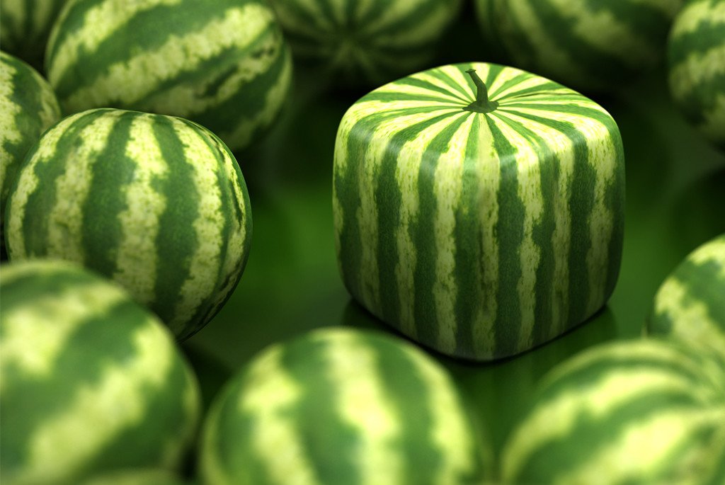 Square watermelons are grown in Japan