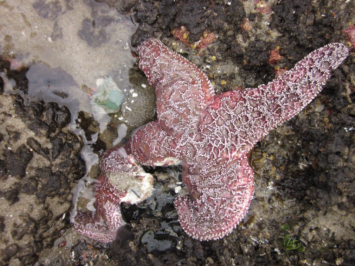 Starfish can regenerate lost arms.