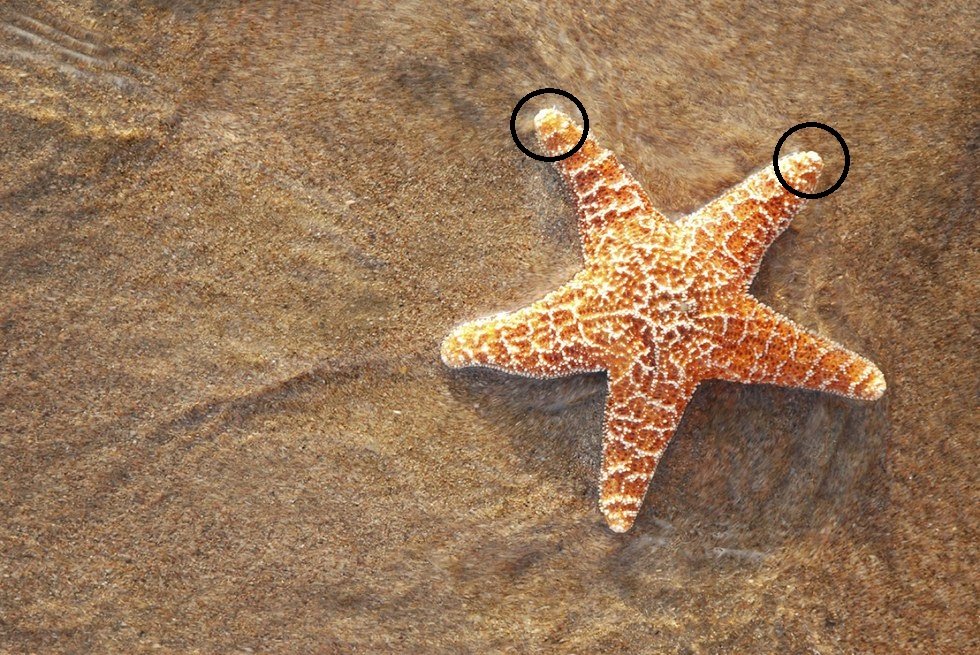 Starfish has an eye spot at the end of each arm.