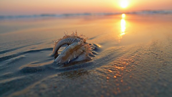 Starfish have no brain and no blood.