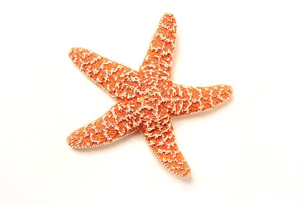 Starfish usually have five arms.