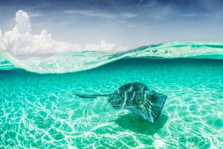 Stingrays give birth 2 and 6 babies a year.