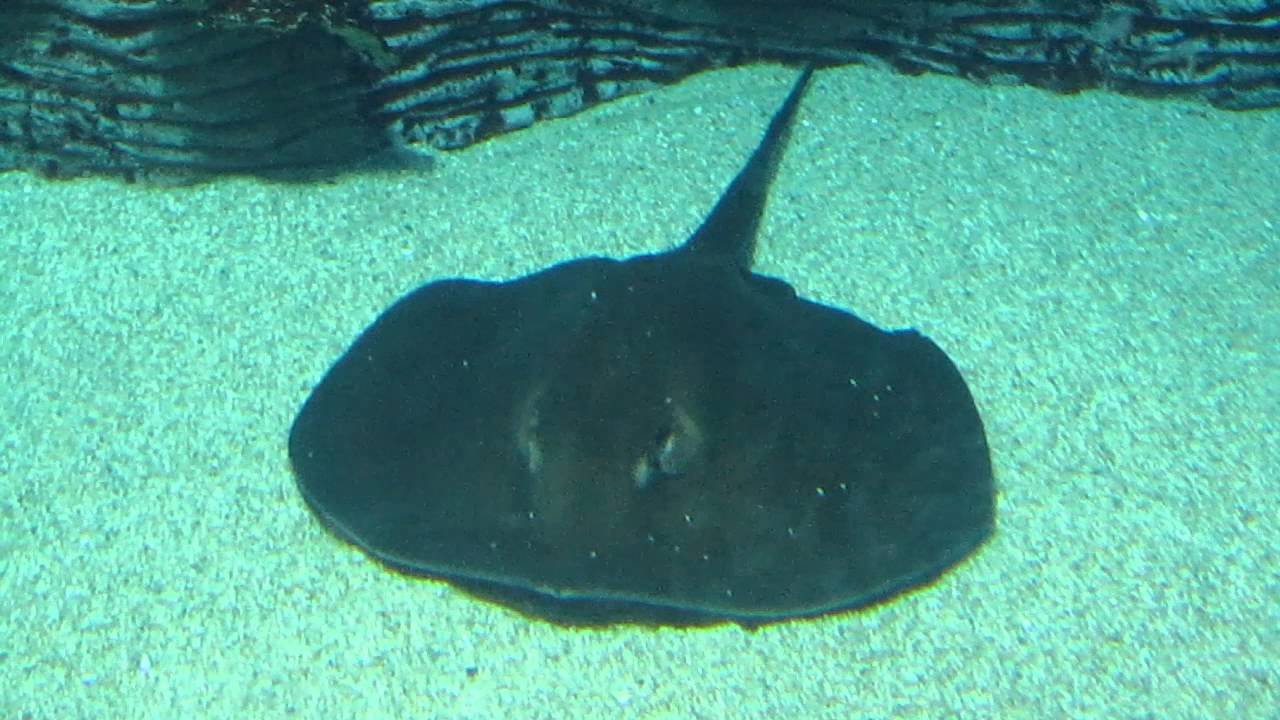 Stingrays have been known to store sperm and not give birth until the timing is right.