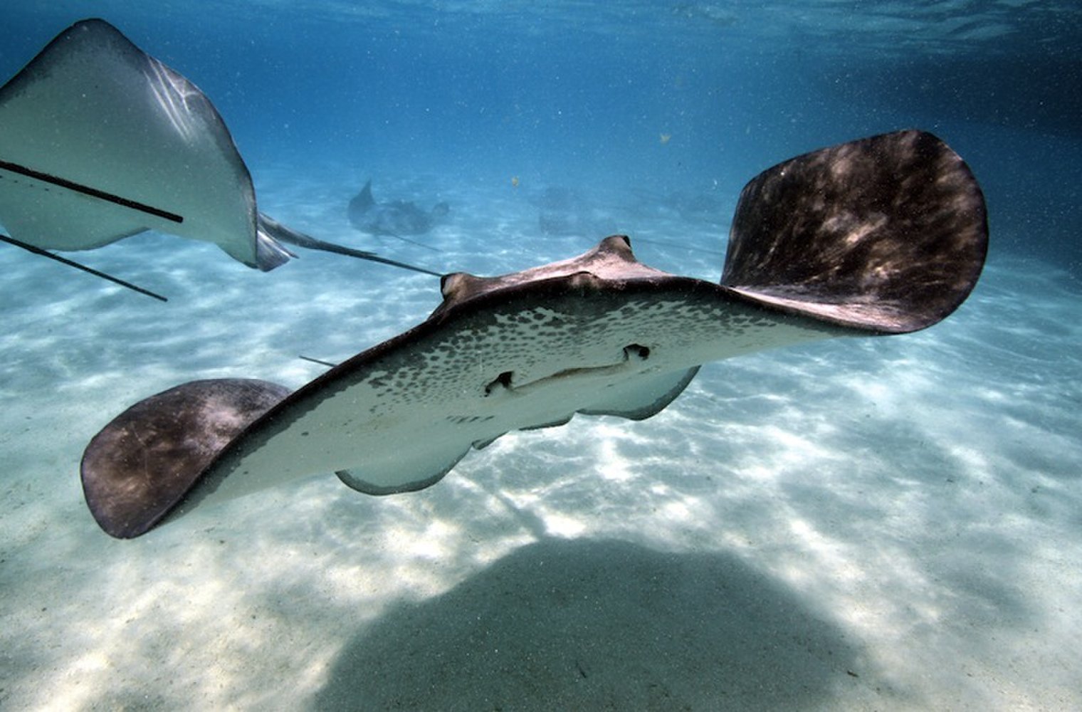 Stingrays swim in interesting patterns like creating wave-like patterns with their body.