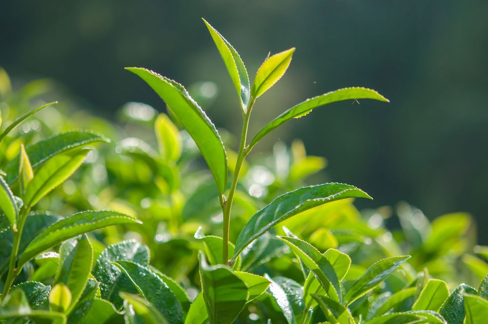 Tea plants require at least fifty inches of rain per year.
