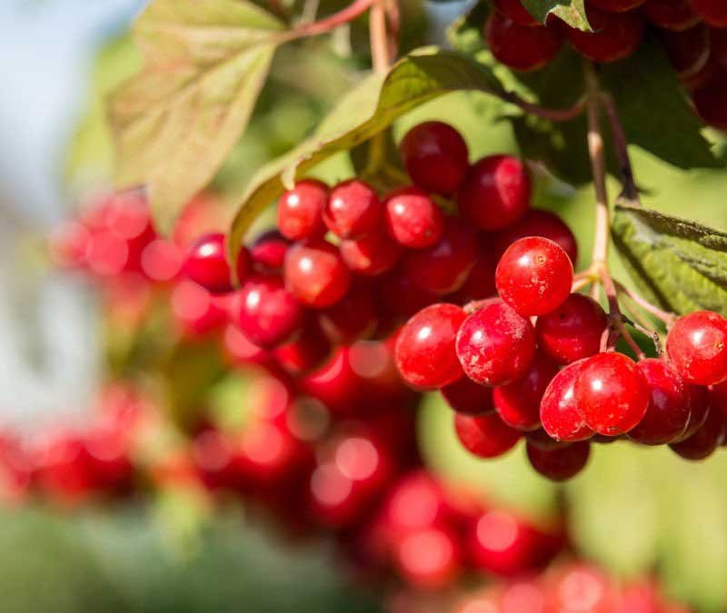 The 5 states known for growing cranberries are: Massachusetts, Wisconsin, New Jersey, Oregon, and Washington.