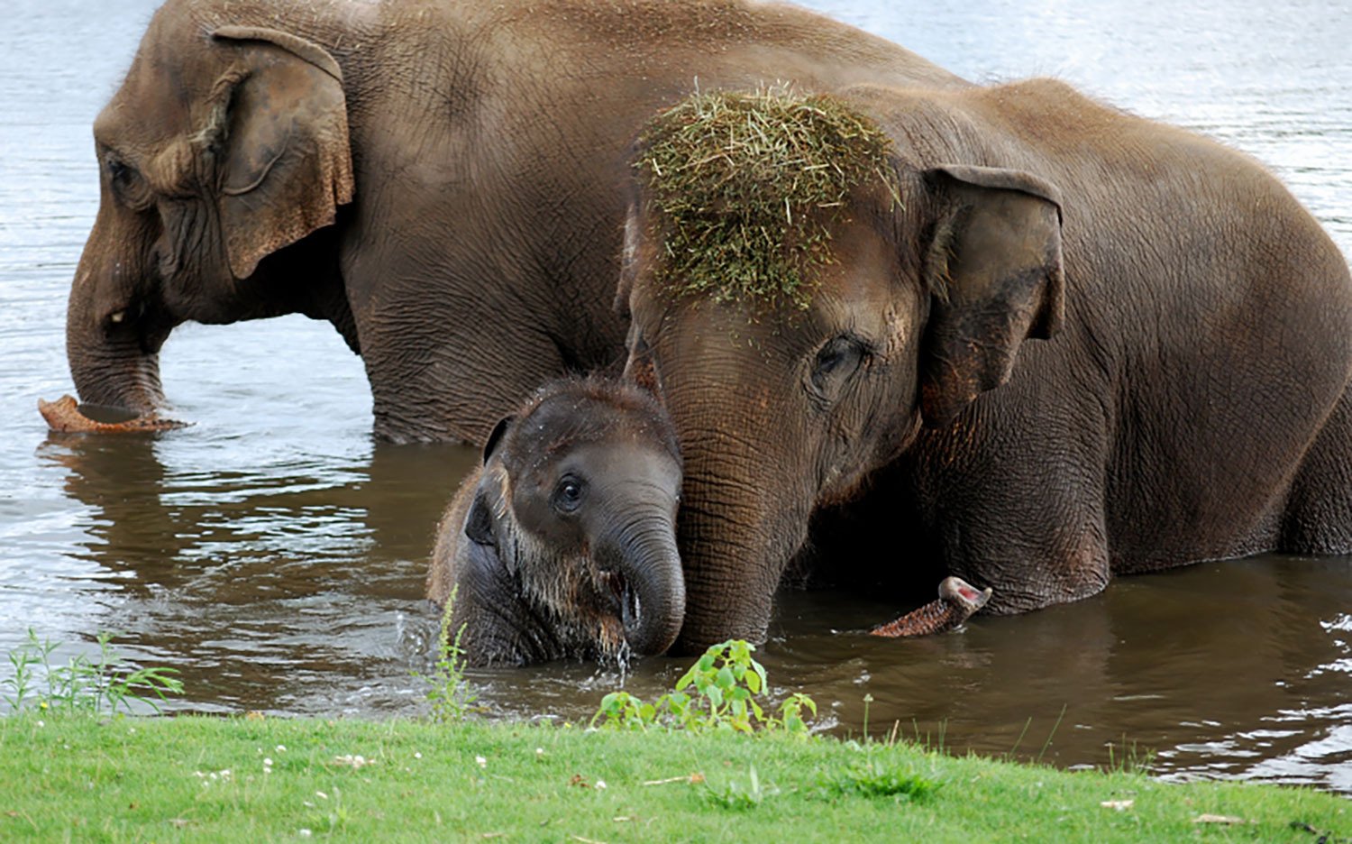 The African elephant and the Asian elephant are only two distinct species of elephant left in the world - Serious Facts