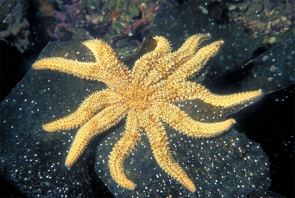 The Coscinasterias Calamaria starfish has eleven arms.