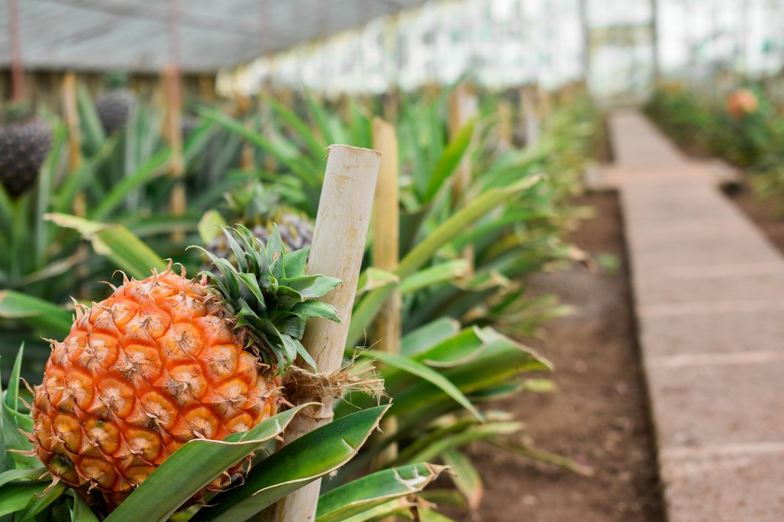 The Dole Plantation’s Pineapple Garden Maze in Hawaii has the record for the largest maze in the world.