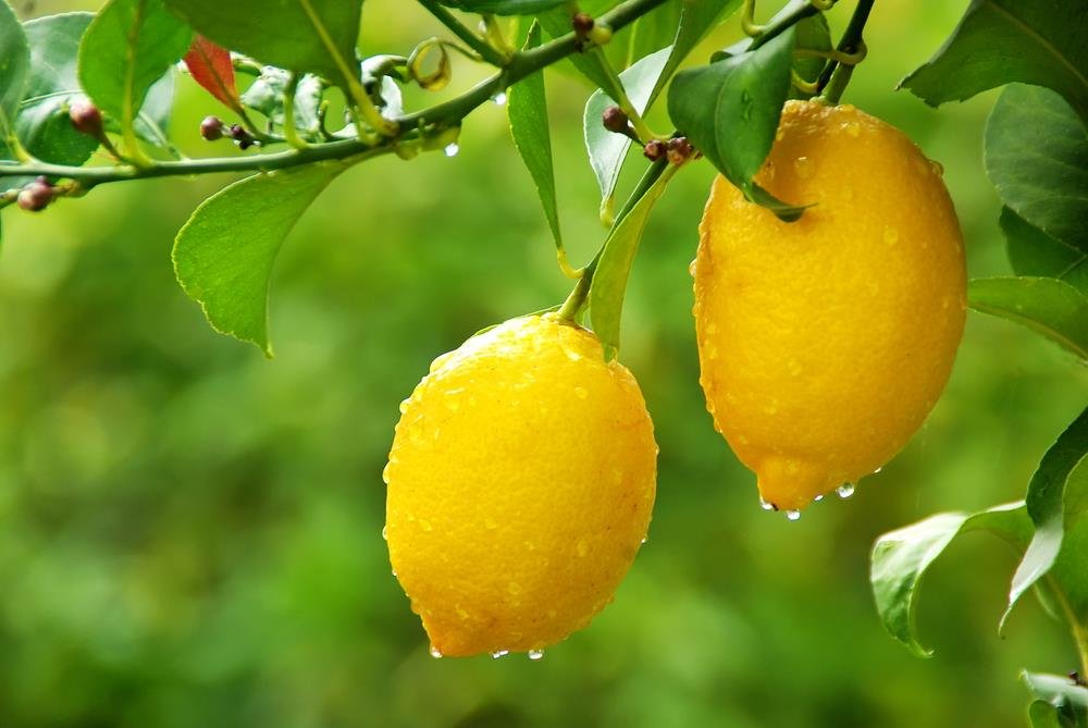 The Eureka lemon was first produced in California and has an oval or oblong shape.