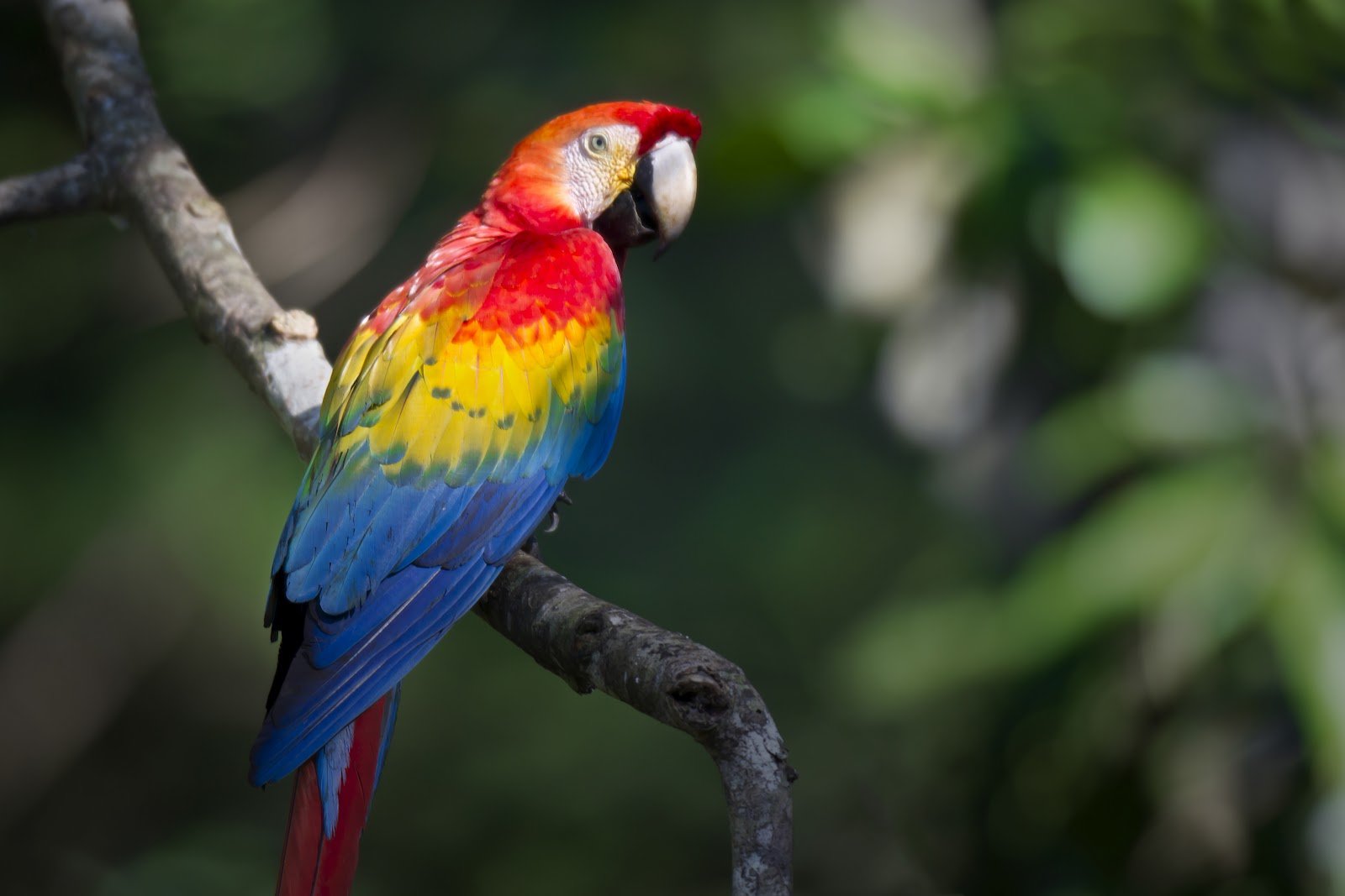 The National Bird of Honduras is the Scarlet Macaw.