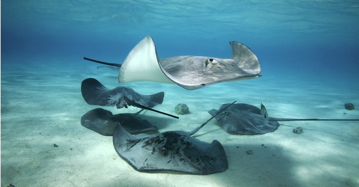 The Stingrays eyes are on top of their body.