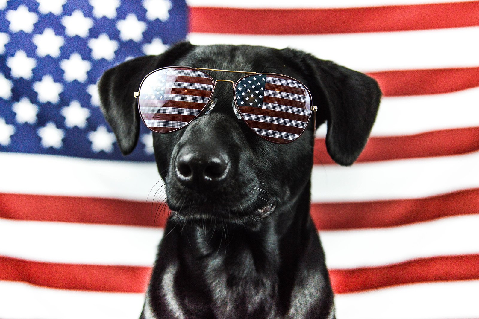 The U.S. has the highest dog population in the world.