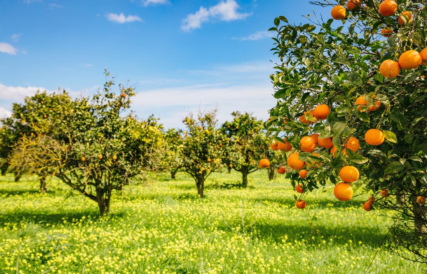 The Washington Navel Orange tree that helped start the California citrus industry is still standing and producing fruit.